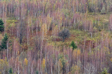  Mystic cloudy and foggy autumn Carpathian Mountains. mountain slopes scene. Natural wallpapers, autumn Carpathian slopes. Unique natural and weather moments.