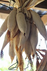 Close up of corn husks being dried for planting in a barn