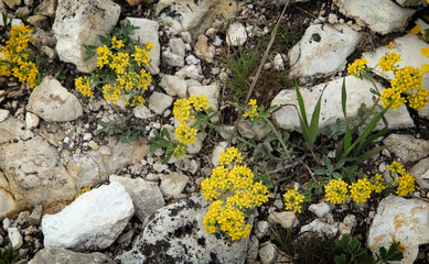 texture of grass and stone