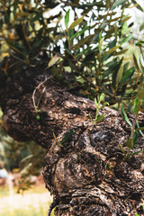 Obraz premium closeup of olive tree branches