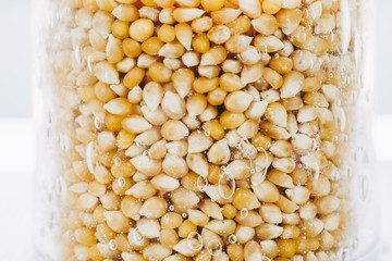 Grains de maïs secs dans un bocal en verre transparent
