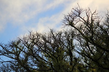 Treetops with fresh young leaves sprouting up