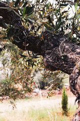 closeup of olive tree branches