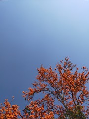 autumn leaves against blue sky