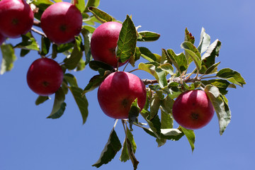 ripe red apples on tree branch