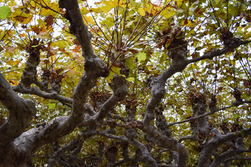 Hojas de otoño