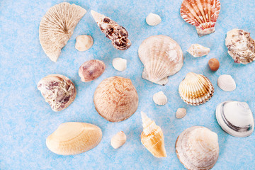 Colorful sea shells of various shapes on a delicate blue background