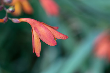 Orange flowers on the dark green background
