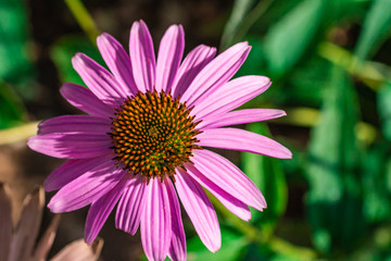 Obraz premium Echinacea flower close-up on a Sunny day. Green background.