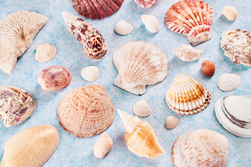 Colorful sea shells of various shapes on a delicate blue background