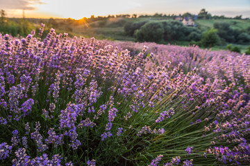 Naklejka premium Colorful flowering lavandula or lavender field in the dawn light.