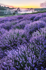 Plakat Colorful flowering lavandula or lavender field in the dawn light.