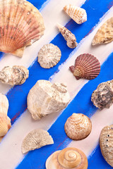 Colorful sea shells of various shapes on a background of blue, white, marine, Greek stripes