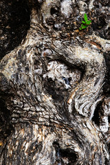 closeup of olive tree bark