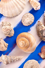 Colorful sea shells of various shapes on a background of blue, white, marine, Greek stripes