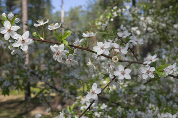 Cherry-plum branches sprinkled with white flowers against the background of spring greenery.