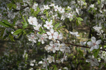 Cherry-plum branches sprinkled with white flowers against the background of spring greenery.