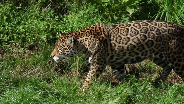 Jaguar prowling / walking in the long grass - Super slow motion - Stock Video Clip Footage