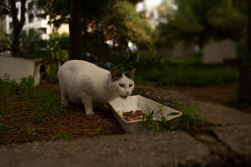 Weiße Katze beim essen.