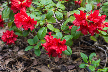 The first spring flowers of red rhododendrons. Early spring.