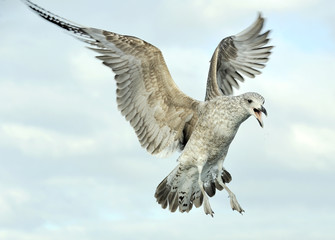 Juvenile Kelp gull (Larus dominicanus) in flight