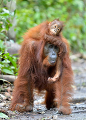 Mother orangutan and cub in a natural habitat. Bornean orangutan (Pongo  pygmaeus wurmbii) in the wild nature. Rainforest of Island Borneo. Indonesia.