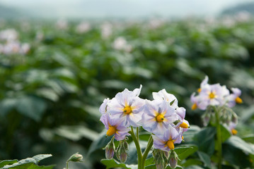 ジャガイモの花薄紫と黄色のハーモニー