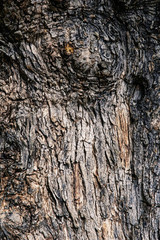closeup of olive tree bark