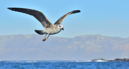 Flying Juvenile Kelp gull (Larus dominicanus), also known as the Dominican gull and Black Backed...
