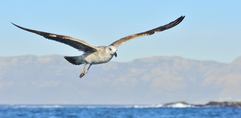 Flying Juvenile Kelp gull (Larus dominicanus), also known as the Dominican gull and Black Backed Kelp Gull. Blue sky background. False Bay, South Africa