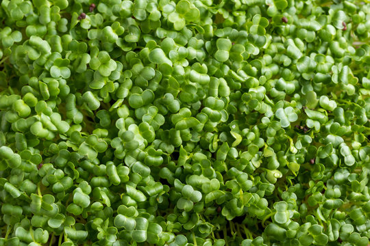 Fresh young homegrown broccoli microgreens - top view
