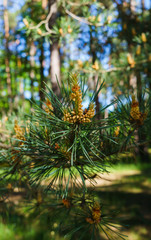 Young shoots of pine with pollen in a city park.