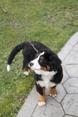 Cute little Bernese Mountain Dog puppy