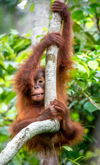 Central Bornean orangutan ( Pongo pygmaeus wurmbii ) in natural habitat on the tree. Wild nature in Tropical Rainforest of Borneo.