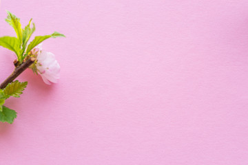 Fototapeta premium Pink paper blank flowering almond branch in blossom.