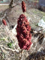 Ailanthus altissim or Tree of Heaven, detail, fruit from my organic garden, permaculture, spring, sunny day