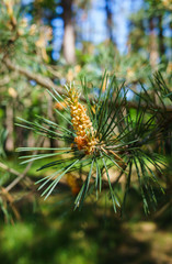 Young shoots of pine with pollen in a city park.