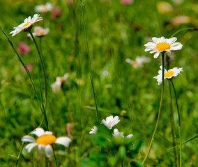 Fleurs sylvestres à Chichilianne, France