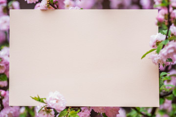 Paper blank between flowering almond branches in blossom. Pink flowers as a frame.