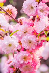 Pink flowering almond branches in blossom. Close-up.