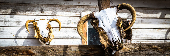 Bull skull outside the Hackberry General Store on Arizona State Route 66