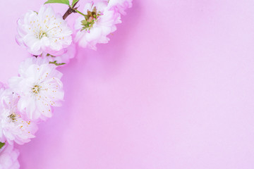 Naklejka na ściany i meble Violet paper blank and beautiful flowers of almond plant on it.