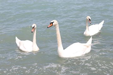 Lake in summer with white swans