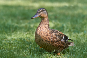 Portrait of a female wild duck in the grass in the garden