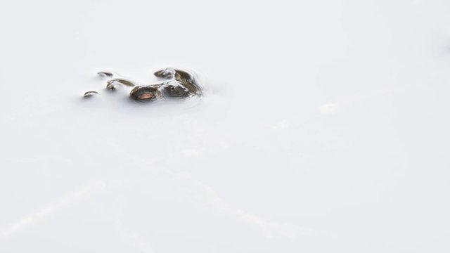 Common toads / European toads (Bufo bufo) in amplexus in pond