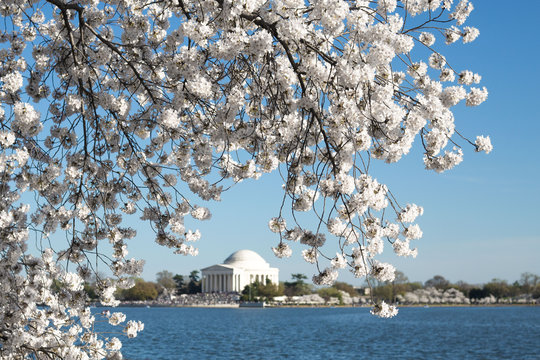 cherry blossom in Washington DC