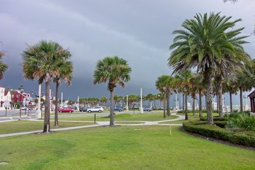 Fototapeta na wymiar View of Palm Trees, Florida