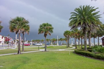 View of Palm Trees, Florida