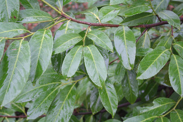 Green leaves of Cherry laurel hedge covered by rain drops. Prunus laurocerasus hedge in the garden