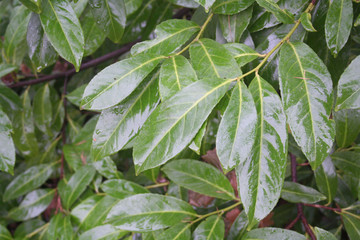 Green leaves of Cherry laurel hedge covered by rain drops. Prunus laurocerasus hedge in the garden